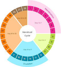 How to Calculate Your Menstrual Cycle and Know Your Safe/Free Period
